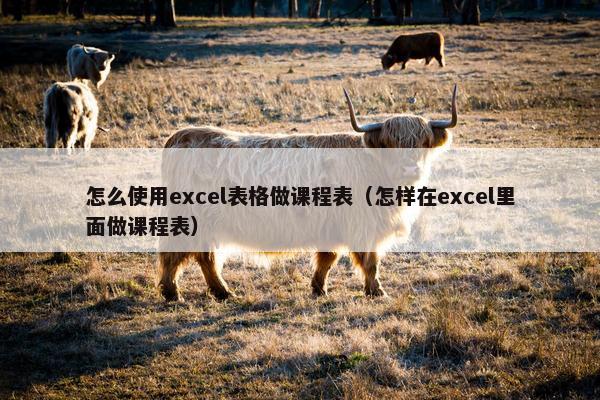 怎么使用excel表格做课程表（怎样在excel里面做课程表）